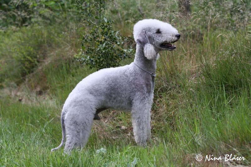 Airis Blue Volshebny Svet 2009-06-08 (27).JPG